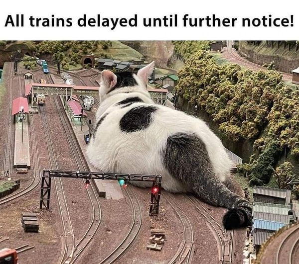 Cat trains.jpg