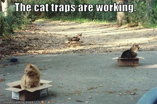 Cat traps.jpg