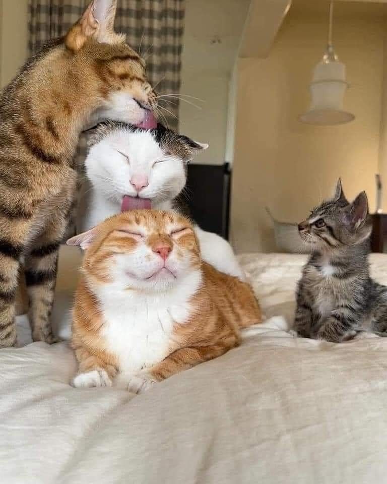 Cat triple lick.jpg