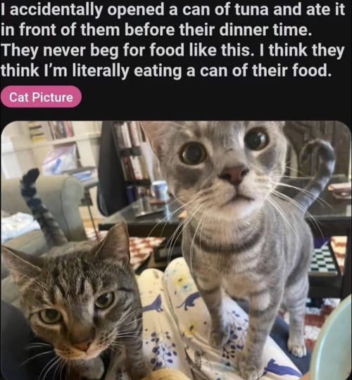 Cat tuna.jpg
