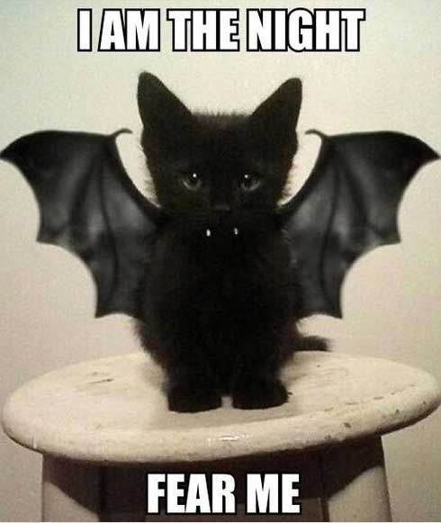 cat vampire.jpg