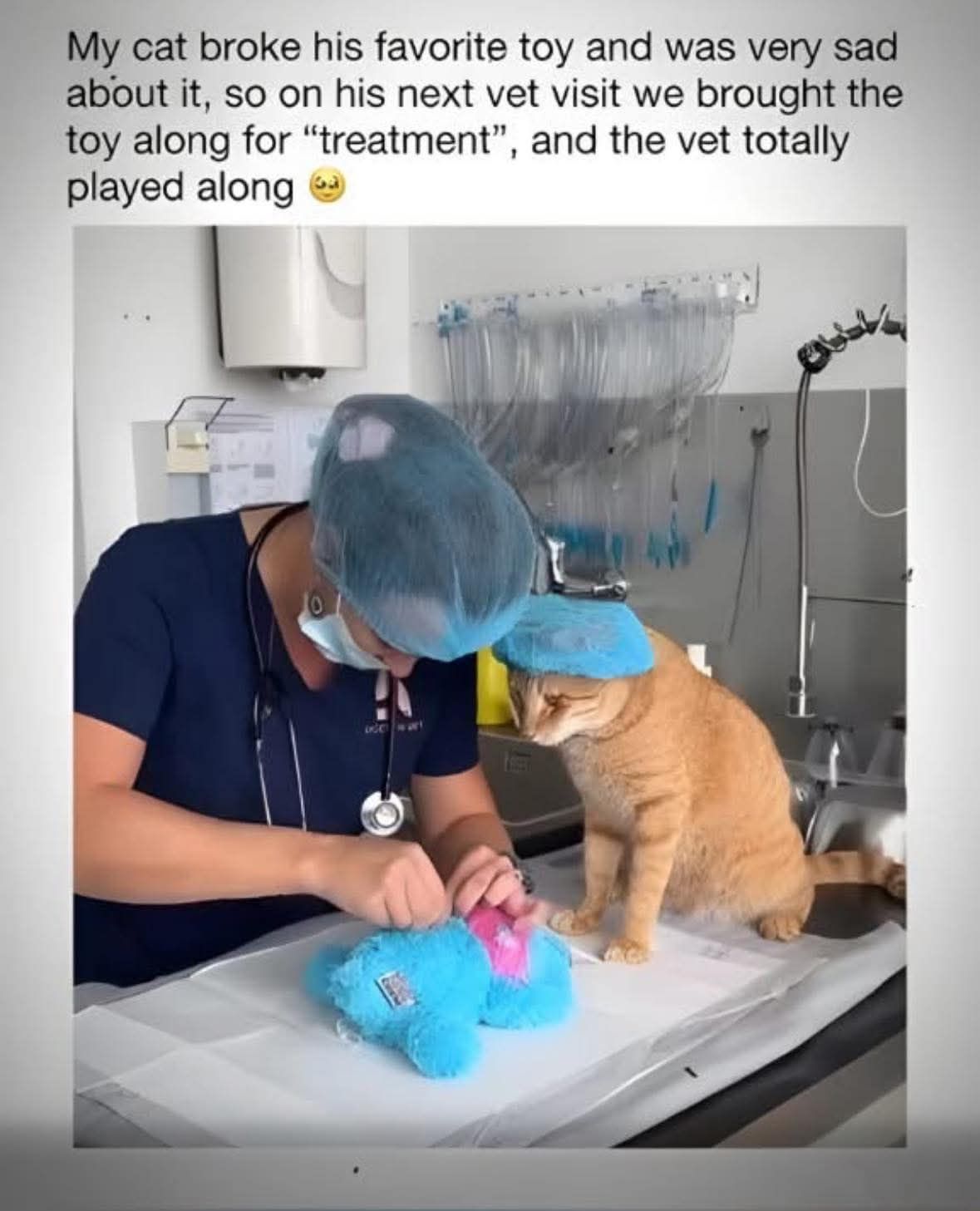 Cat vet.jpg