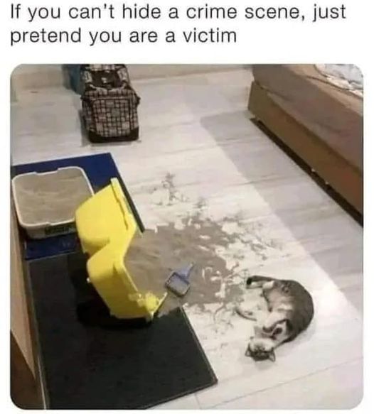 Cat victim.jpg