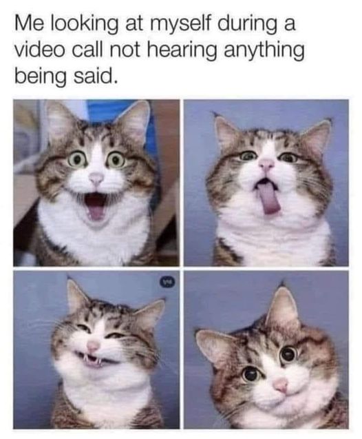 Cat video.jpg