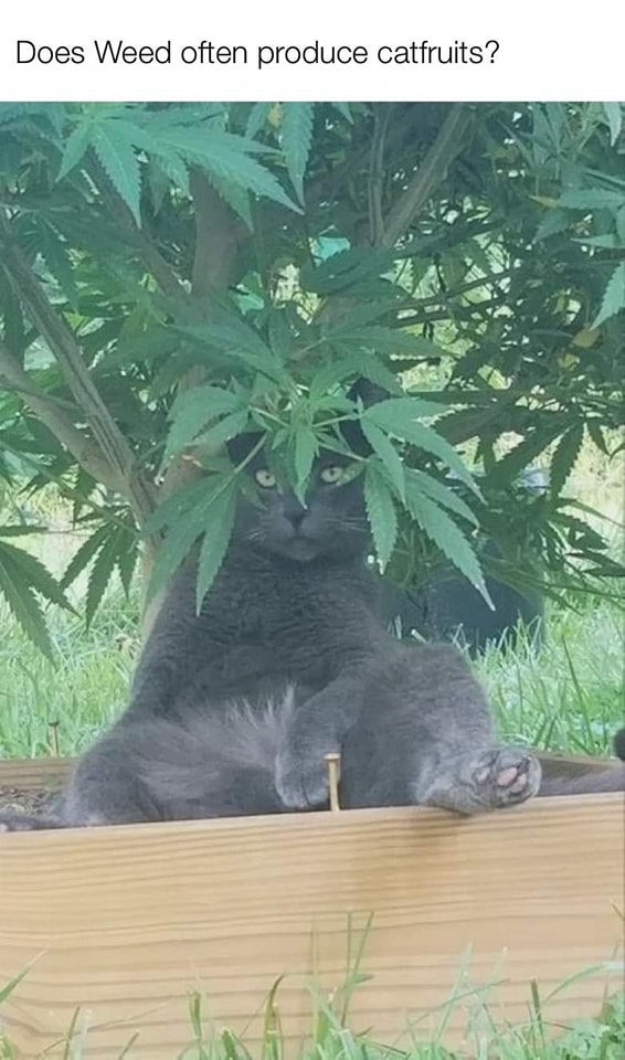 Cat weed.jpg