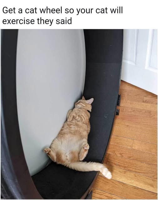 Cat wheel.jpg