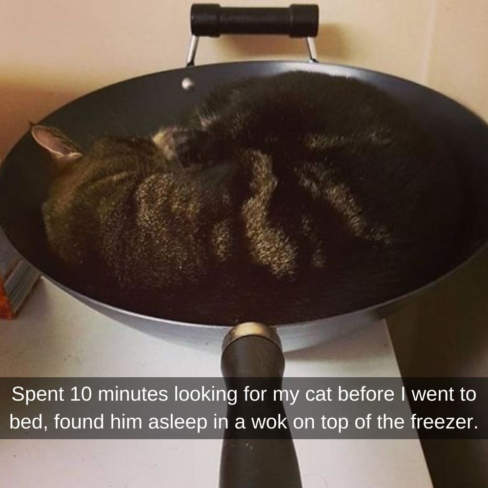 cat wok.jpg