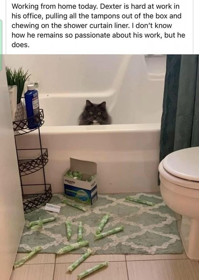 Cat work.jpg