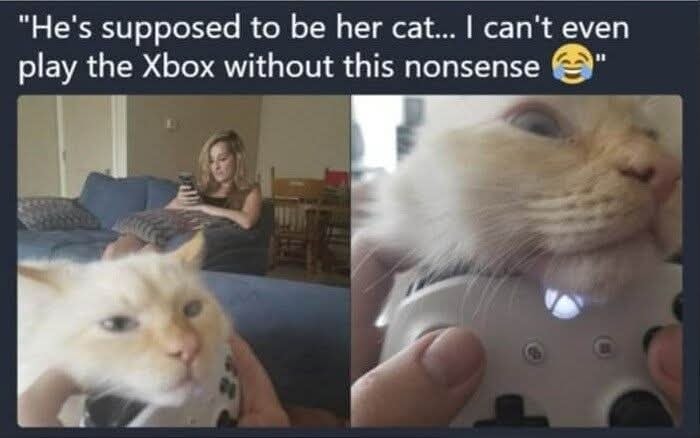 cat x box.jpg