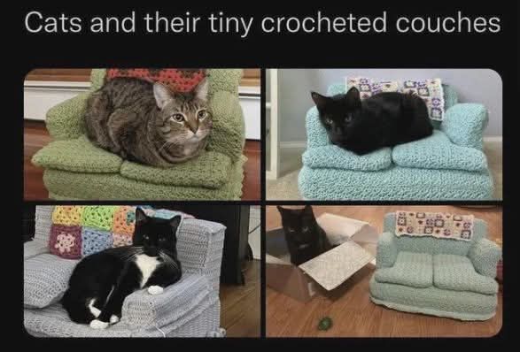 CATS COUCHES.jpg