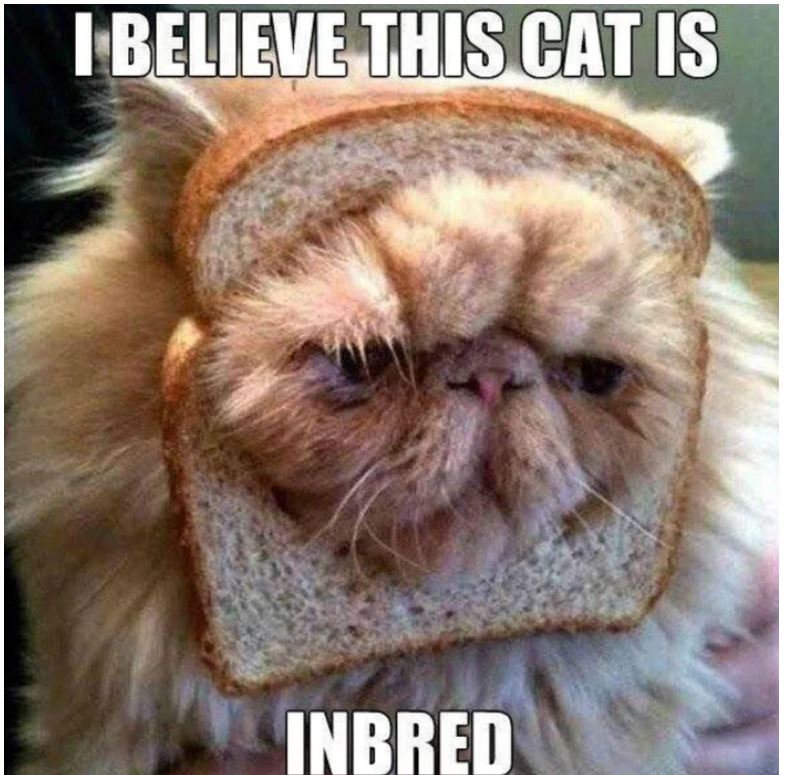 caturday117.JPG