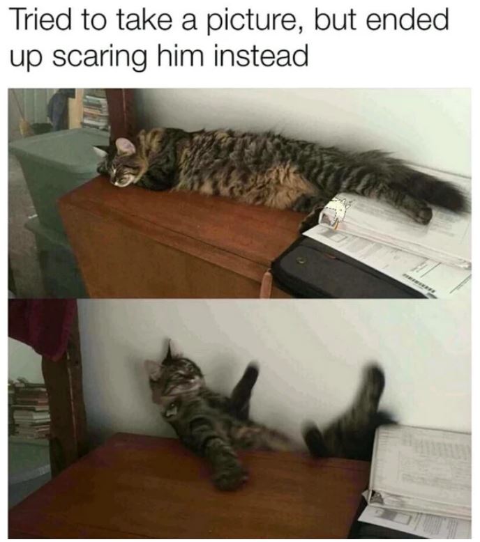 caturday118.JPG