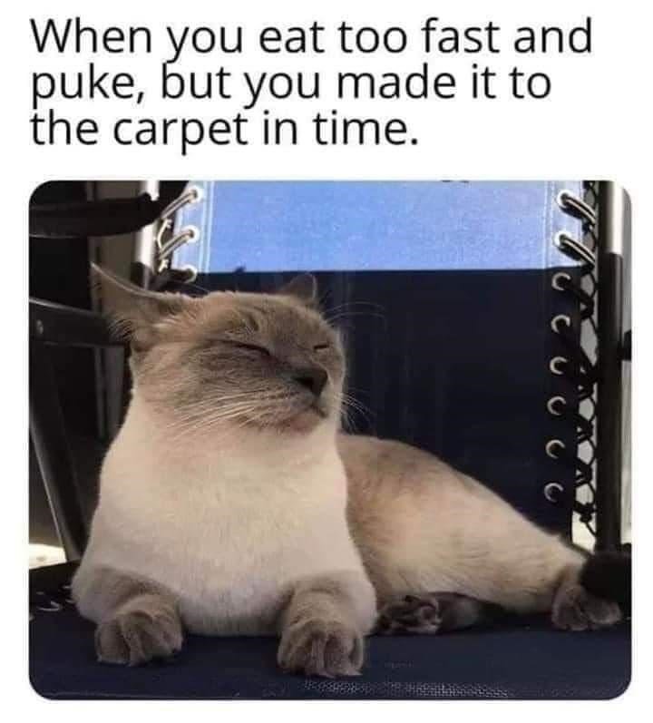 caturday411.jpg