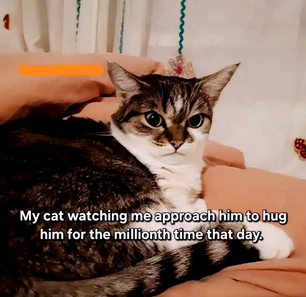 caturday413.jpg
