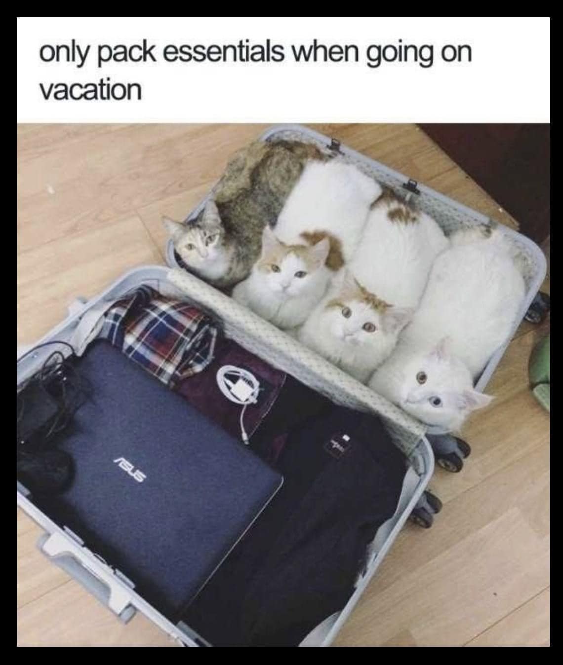 caturday416.jpg