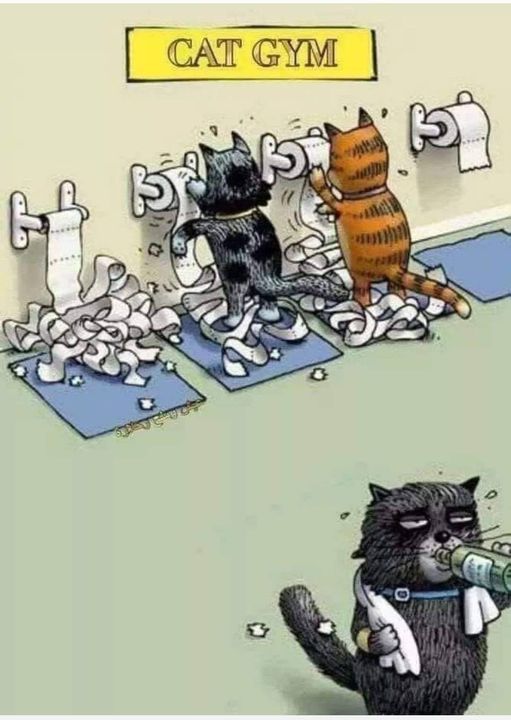 caturday417.jpg