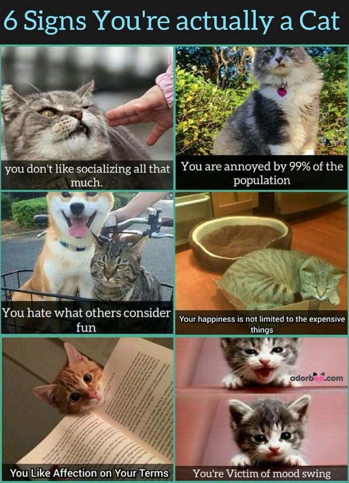 caturday418.jpg