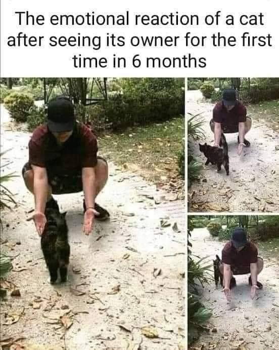 caturday420.jpg