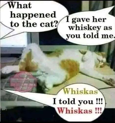 caturday421.jpeg
