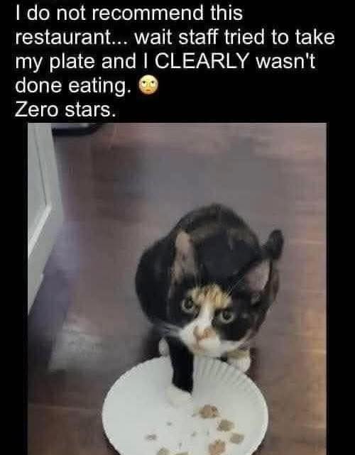 caturday429.jpg