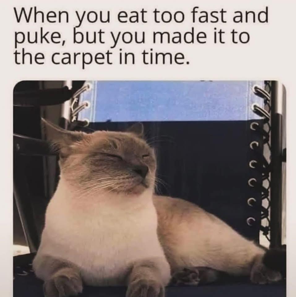 caturday431.jpg