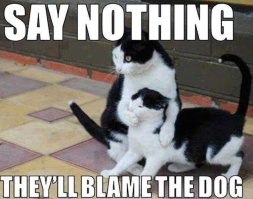 caturday435.jpg