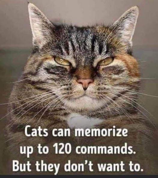 caturday444.jpg
