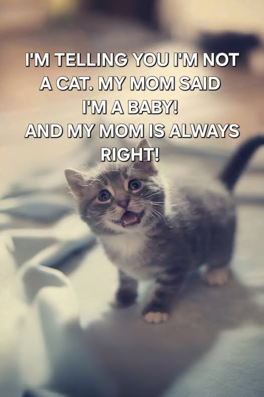 caturday451.jpg