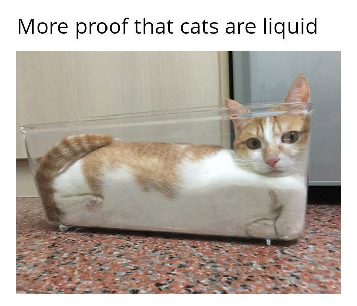 caturday455.jpg