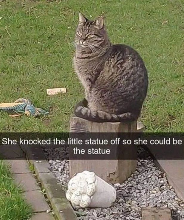 caturday462.jpg