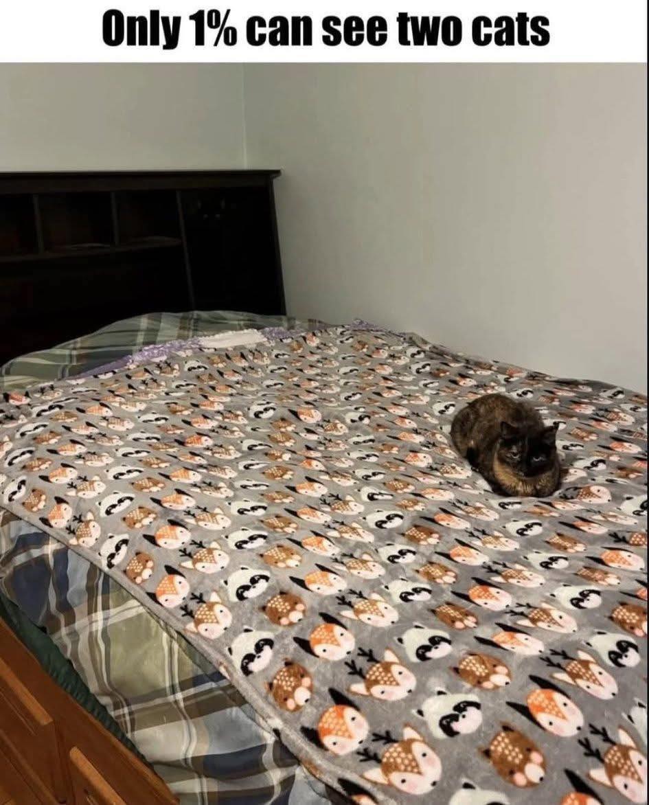 caturday465.jpg