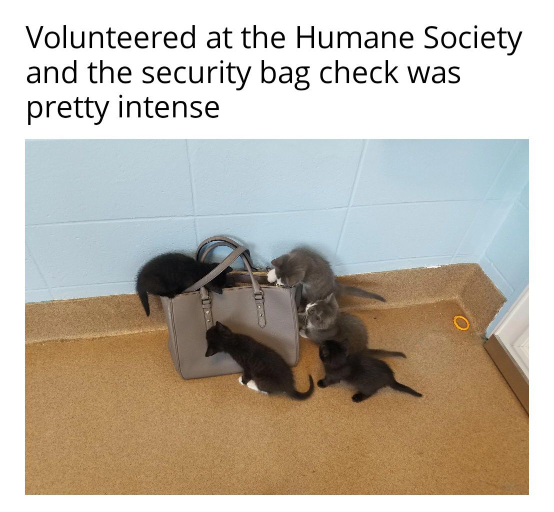 caturday468.jpg