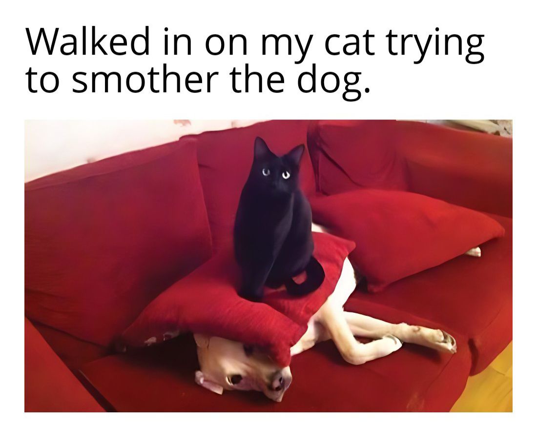caturday469.jpg