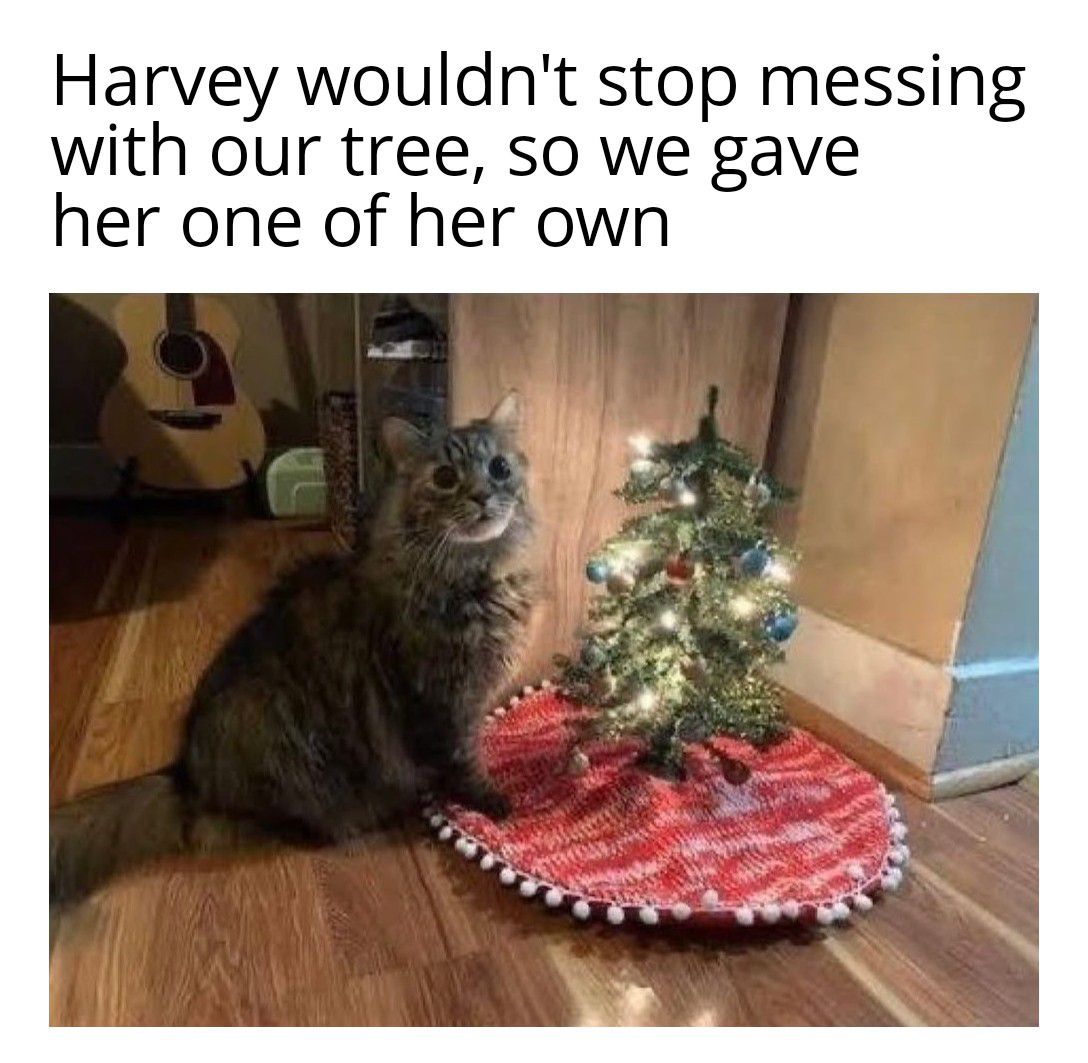 caturday470.jpg
