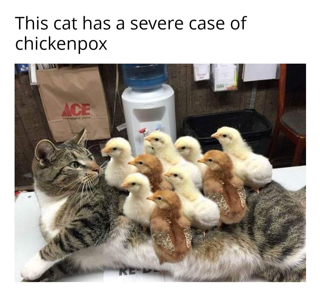 caturday471.jpg
