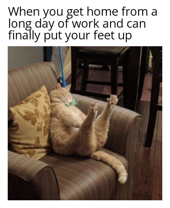caturday472.jpg