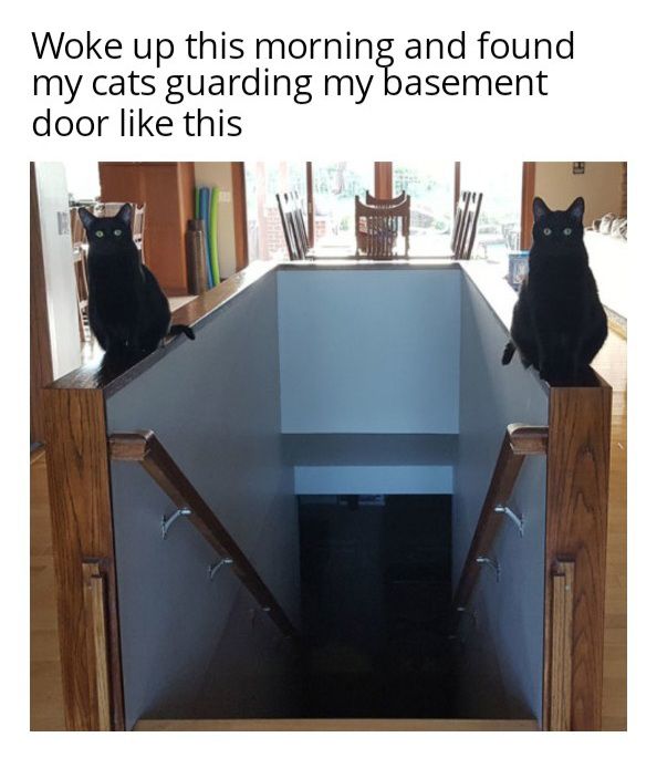 caturday473.jpg
