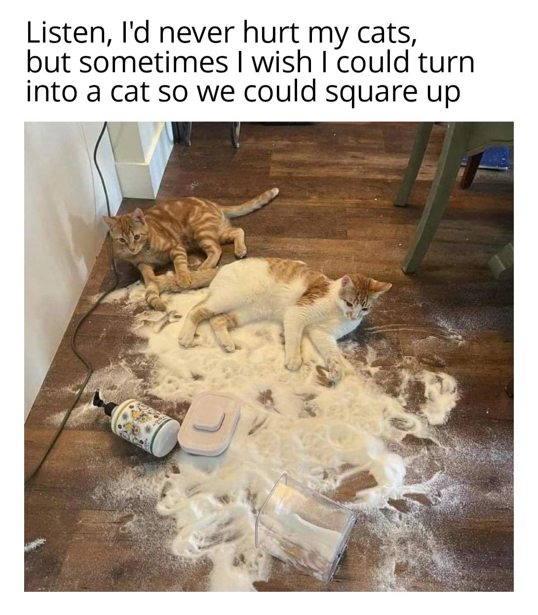 caturday474.jpg
