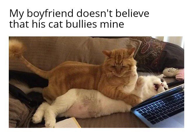 caturday478.jpg