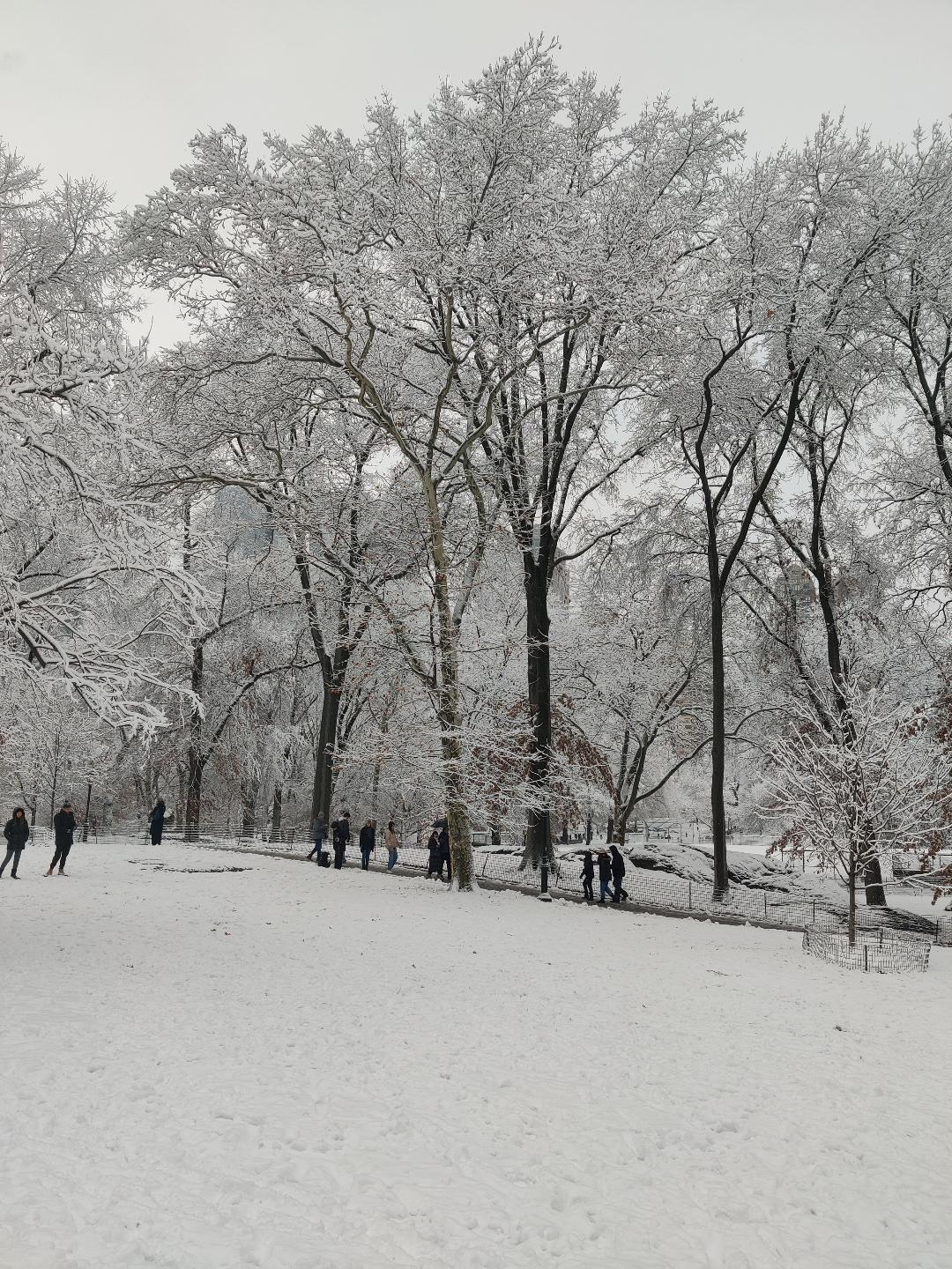Central Park, 12.14.25.jpeg