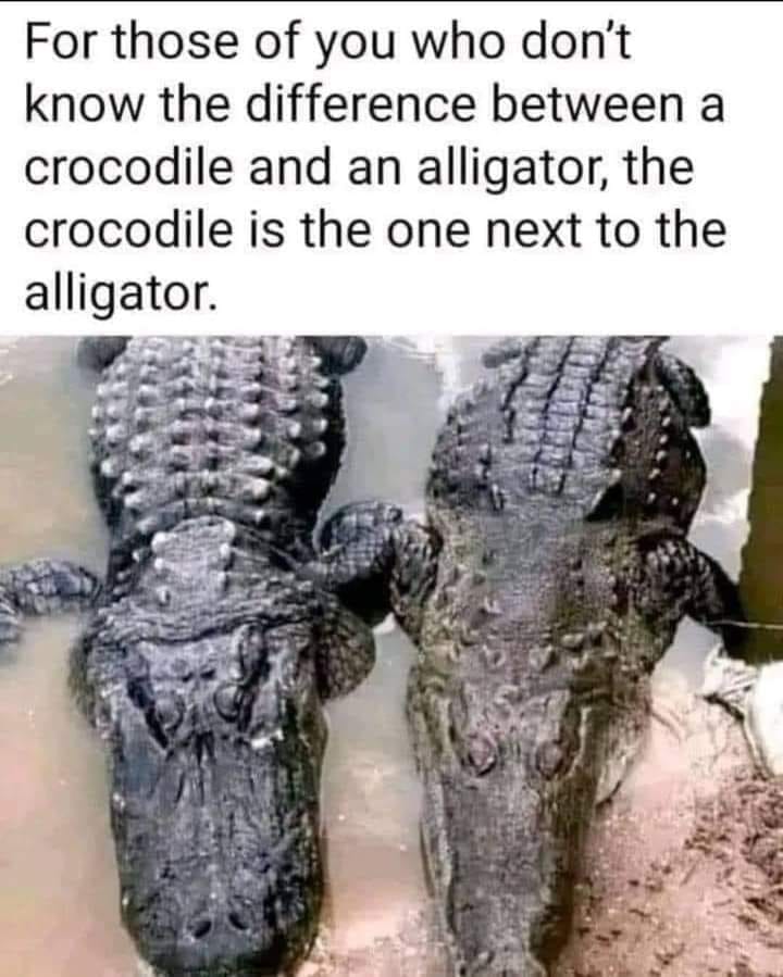 croc.jpg