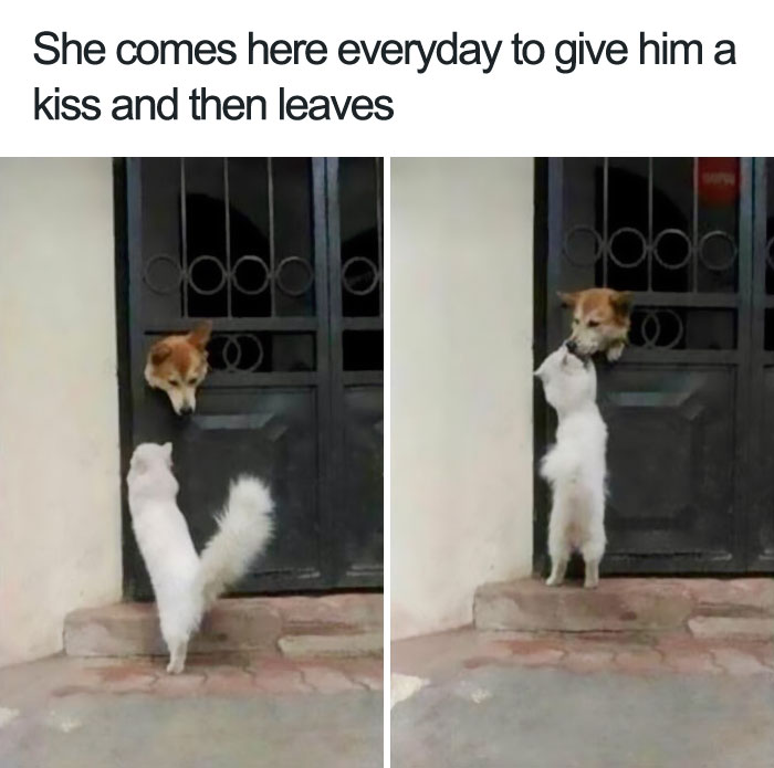 dog cat kiss.jpg