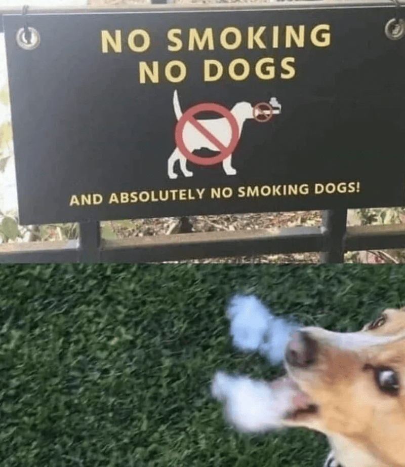 dog-no-smoking-no-dogs-and-absolutely-no-smoking-dogs.png