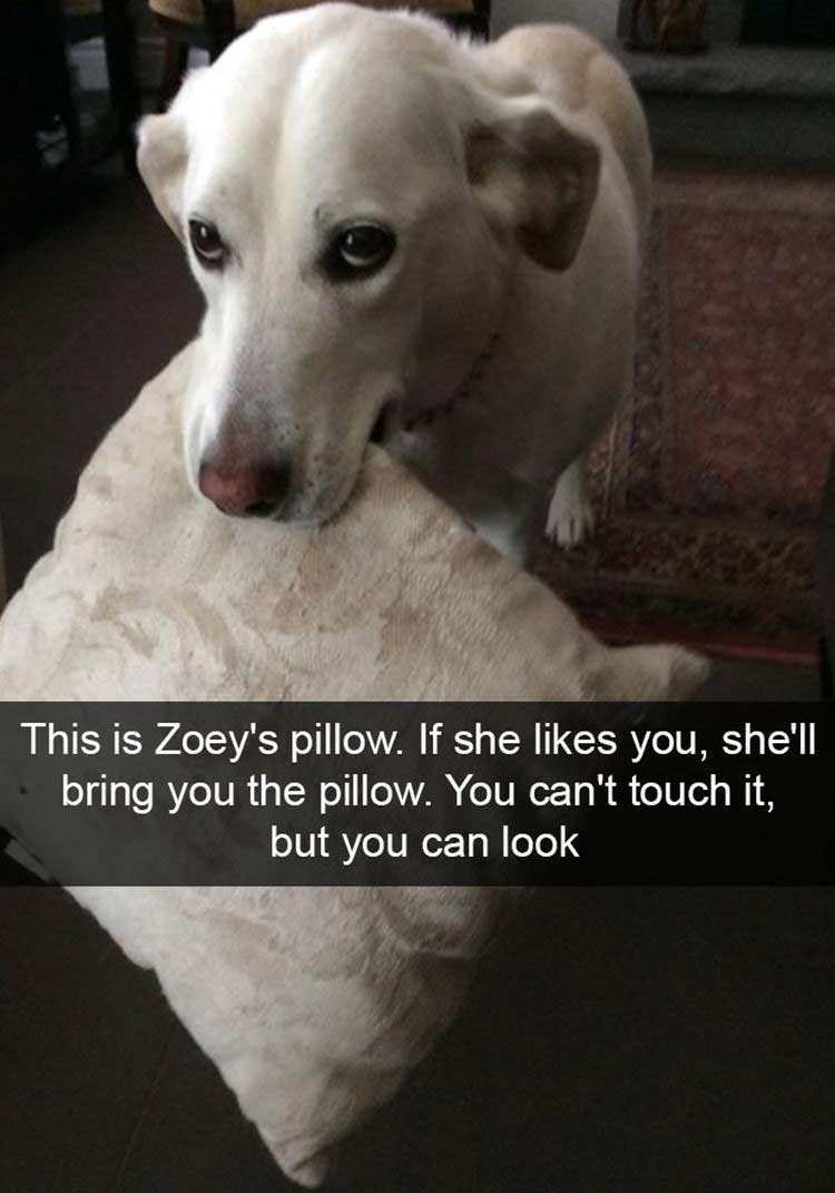 dog pillow.jpg