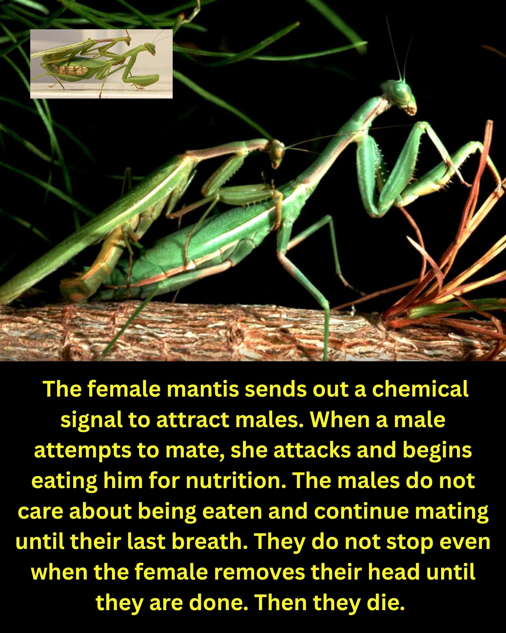 DYK920.jpg