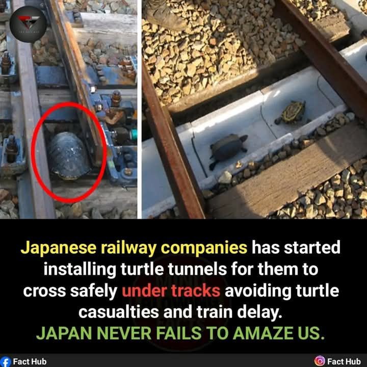 DYK955.jpg