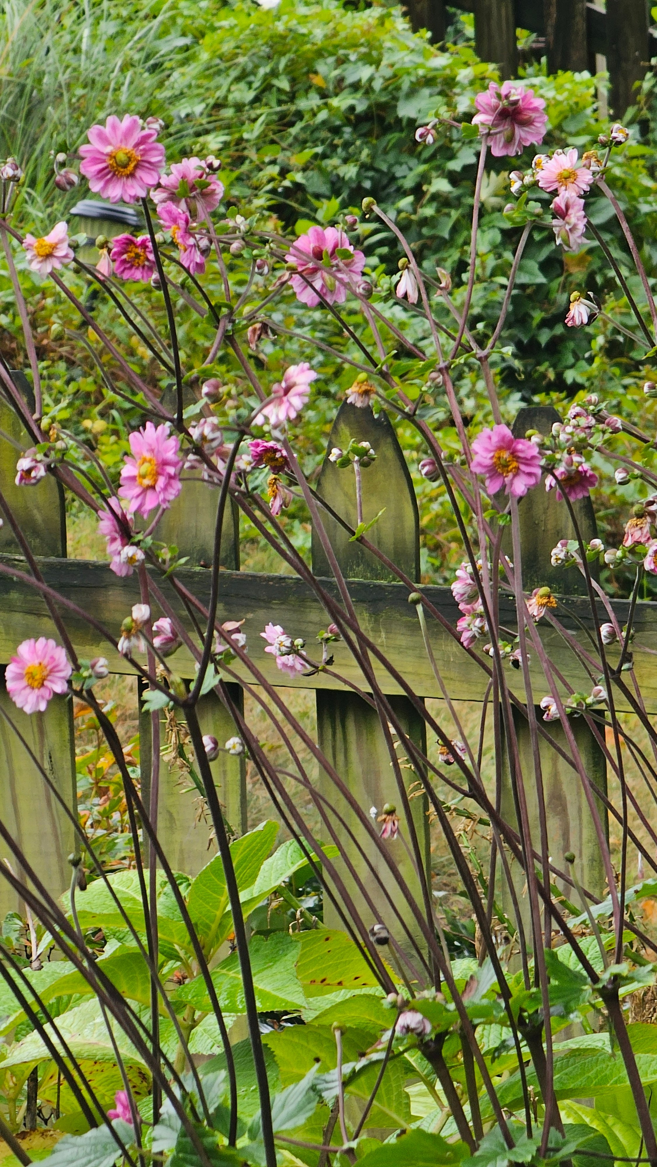 flowers.jpg