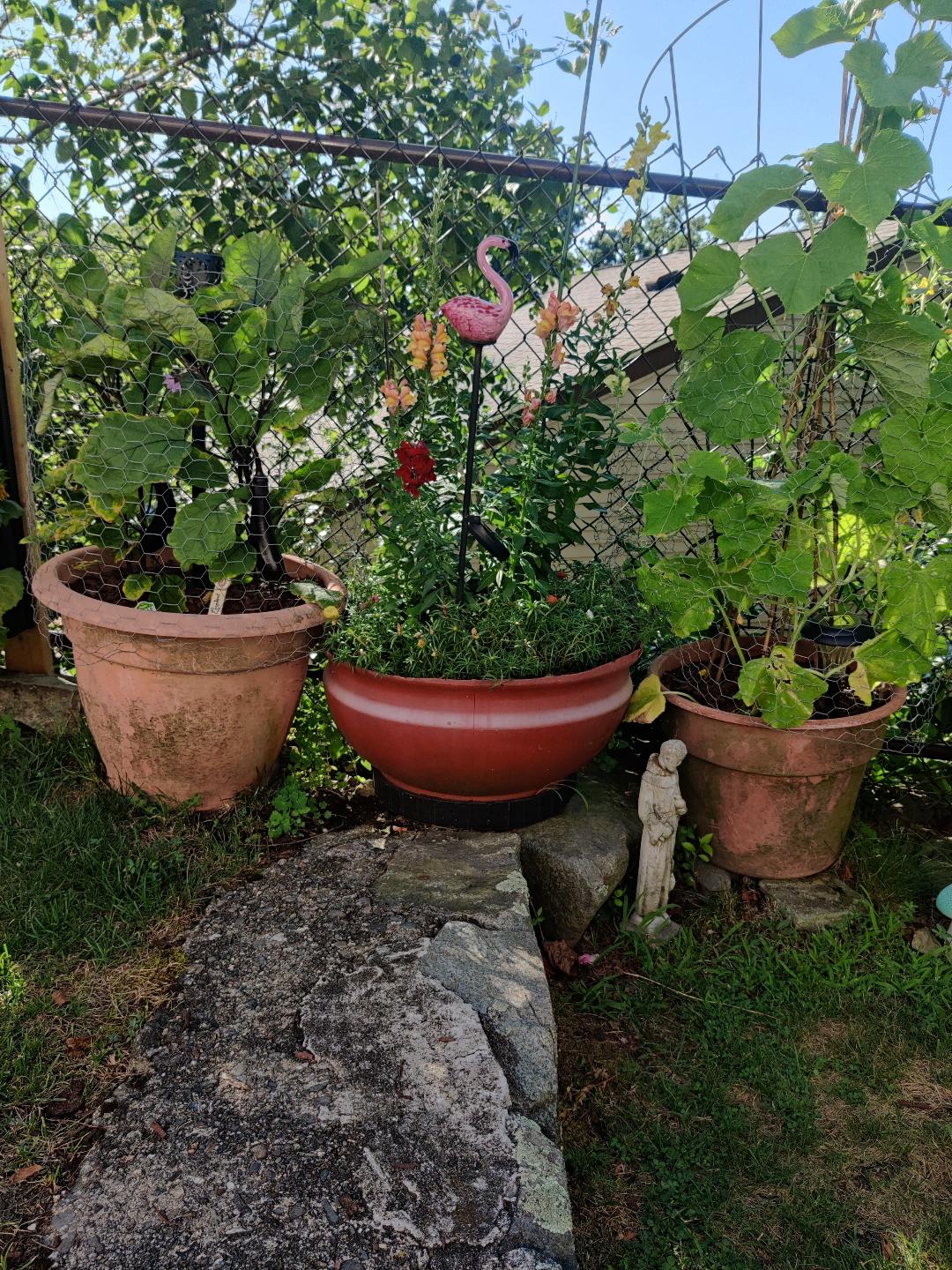 Garden eggplants.jpeg
