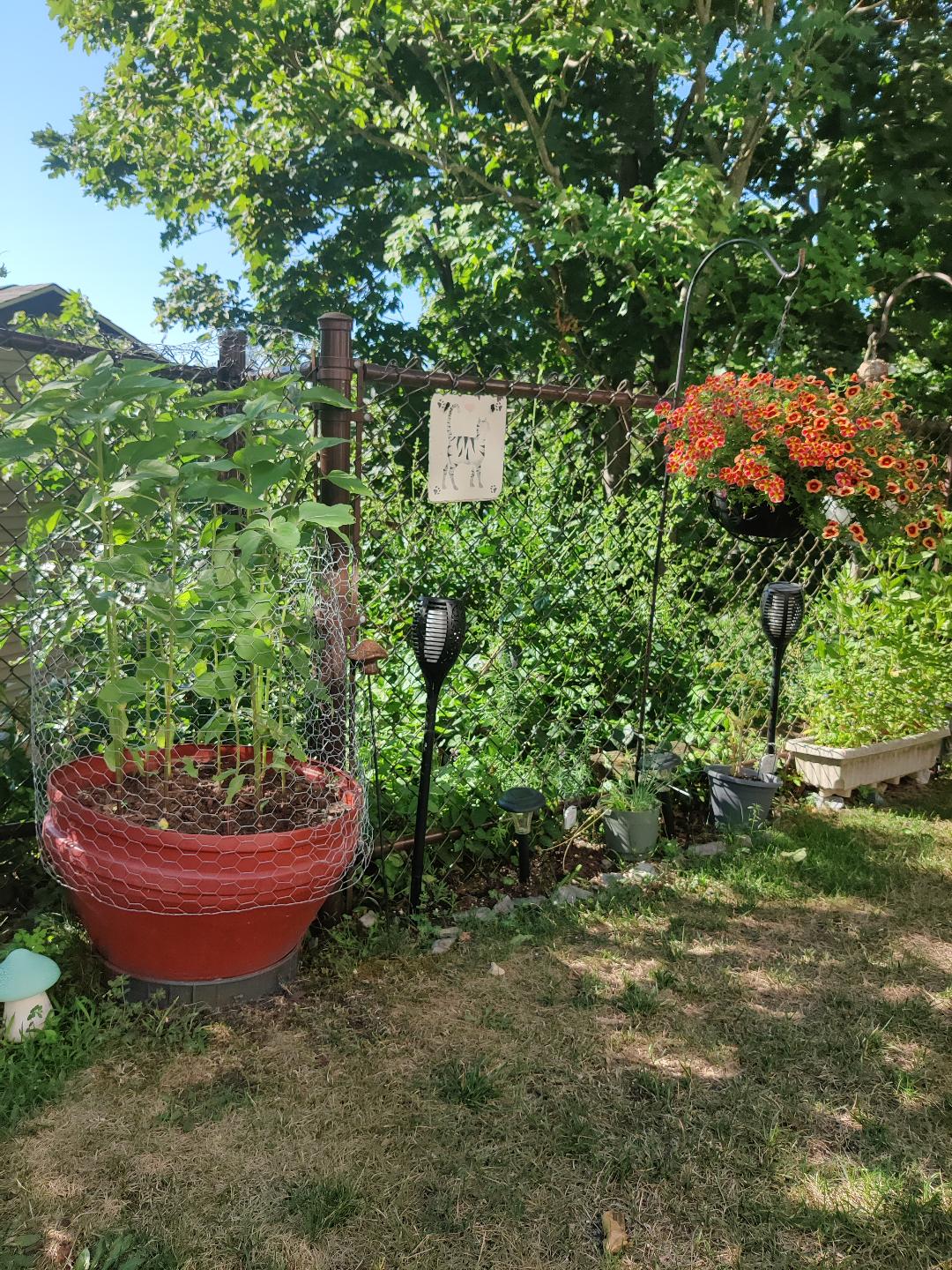 Garden sunflowers.jpeg