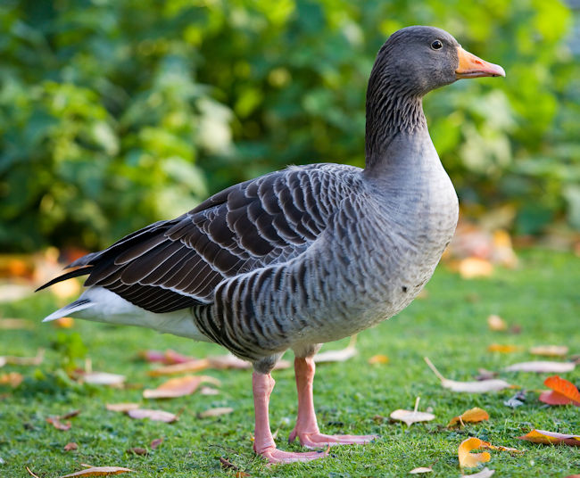 Grey_Goose.jpg